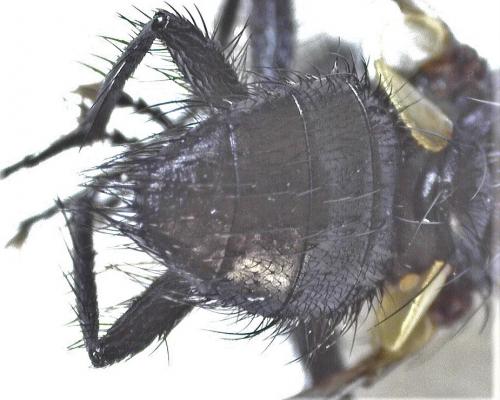 Macquartia dispar